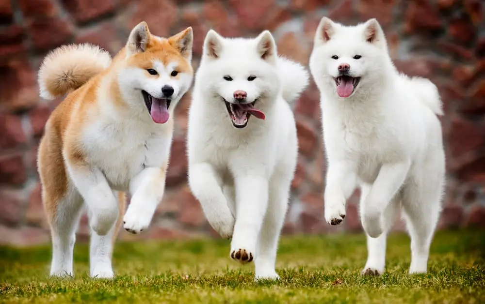 Akita-inu-colori O Filhote de R$ 11 milhões: Conheça as 10 Raças de Cães Mais Caras do Mundo